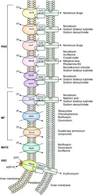 Function and Inhibitory Mechanisms of Multidrug Efflux Pumps